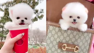 Cute and Funny Pomeranian Videos 117 #Shorts