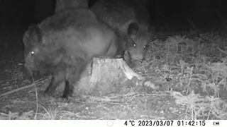 Wild Boar #wild #wildlife #nature #naturephotography #trailcam #wildkamera #boars  #wildboar