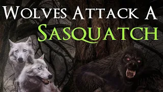 Bigfoot Encounter - Sasquatch Being Attacked by Wolves