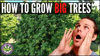 How to Grow Big Trees!