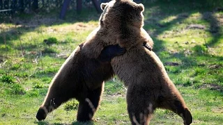 Смешные Звери! Танцующие медведи! Это нужно видеть! Смешные медведи! Приколы с Животными