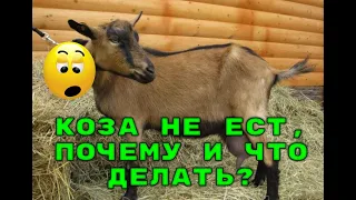 КОЗА НЕ ЕСТ, ПОЧЕМУ И ЧТО ДЕЛАТЬ?😥🐐