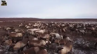 Пастбище / Ловля оленей