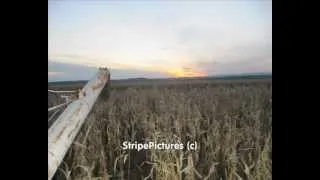 Kukorica Aratás / Korn Harvest Fortschritt E-512