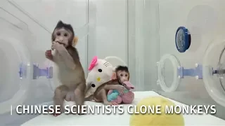 Animal cloning : a video showing China's successfully cloned monkeys