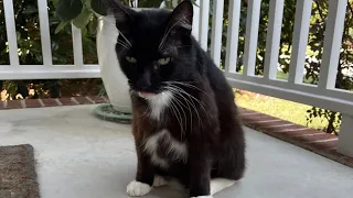 Bob the Cat, Missing for 10 Years, Reunited With Owner