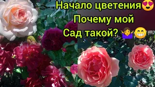 Розы❤🌹🌹🌹, многолетники - начало цветения 😍🙏❤ , немного о саде🌹🌳🌾,  2 часть видео