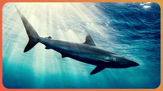 The Truth about Great White Sharks (Shark Documentary) | Real Wild