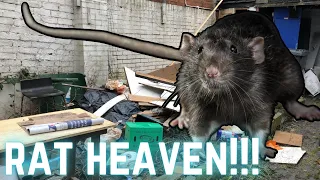 RAT INFESTED TAKEAWAY!? It must be horrible to live next to this! Rats in your back yard! Big RATS!