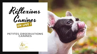 Réflexions Canines en Live : Petites Observations Canines !