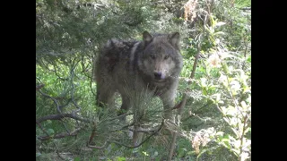 "Patriarch" Washington wolf passes