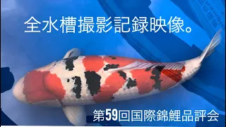 第59回国際錦鯉品評会。全水槽撮影記録。#nishikigoi #koi
