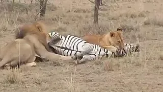 Lion pride brings down a Zebra @Maasai Mara National Reserve