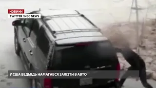 Ведмідь намагався залізти в авто до людей