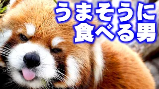 【レッサーパンダ】うまそうに食べる男エイタ　Red Panda EITA at Maruyama Zoo