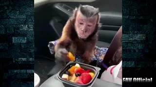 Funny Monkey Video Compilation 2019