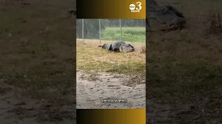 Massive gator spotted walking along neighborhood path in Florida