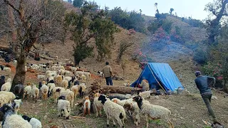 Himalayan Sheep Shepherd Life | Nepal | Rural Lifestyle of Jajarkot jiree village | Gorey Nepal🇳🇵|