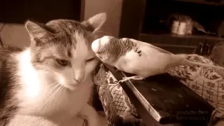 Parrot: I'm the boss here, stupid cat! (Попугай: я здесь главный!)
