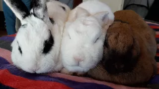 Rabbit hiccups