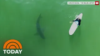 Drone Video Captures Great White Sharks Along California Coast | TODAY