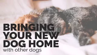 Introducing a New Dog into a Home with other Dogs