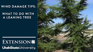 Wind Damage Tips: What to do with a Leaning Tree