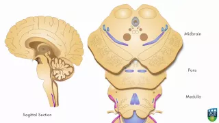 AXON: Spinothalamic Pathway (Pain & Temperature) From Foot (1 of 9)