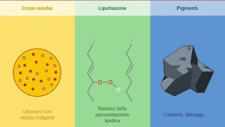 Autofagia e accumuli lisosomali