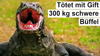 Wie fühlt sich eine Komodowaran Attacke an?