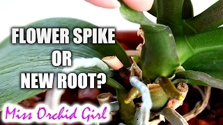 How to tell an Orchid flower spike from a root - Phalaenopsis