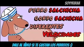 Perro Salchicha Gordo Bachicha (DIFERENTES VELOCIDADES)