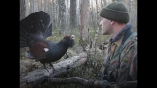 Глухарь дерётся с человеком. Почему это важно