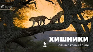 Большие кошки Кении - Серия 1. Animal Planet HD. Документальный фильм 2023