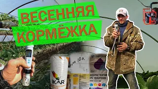 ЧЕМ КОРМИТЬ ВЕСНОЙ КЛУБНИКУ