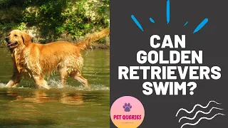 Can Golden retrievers swim? | Do golden retrievers like to swim? |