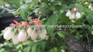 💙💜Почему Краснеют Листья Голубики ? Что Делать?