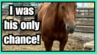 RESCUE horse TRANSFORMATION~I couldn't leave this STALLION behind!~Auction save
