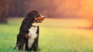 Bernese Mountain Dog and Search and Rescue Work