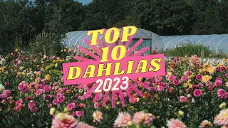 My Top 10 DAHLIAS of 2023!