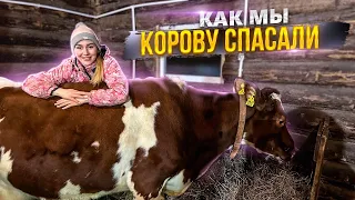 Лечим Бусю. Как самочувствие у нашей кормилицы?! | Молодая Ферма