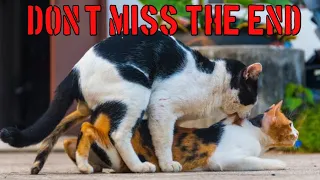 Male cat meet with Female cat || Unique Cat's meeting || Cats romance 🤣🤣🤣