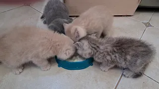 5 котят кошки Фокси, милые смешные котики питомцы Даринелка/5 kittens foxy cats cute funny cats pets
