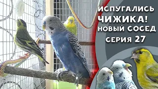 🦜 К нам прилетел Чижик и мы его боимся | Волнистые попугайчики знакомятся с чижом. Попугай кричит