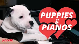 Puppies and Pianos (VLOG)