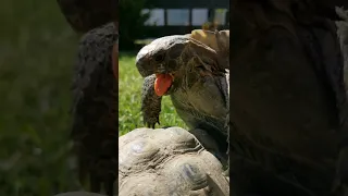 Turtle in love ❤️ Sound on!!