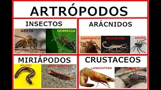Los artrópodos .insectos,aracnidos,miriapodos y crustáceos.