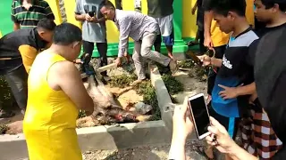 Heboh Babi Hutan Masuk Masjid di Serang Banten