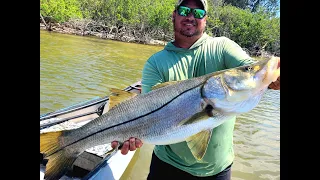 Sight fishing 30lb snook in skinny water, redfish on fly!!