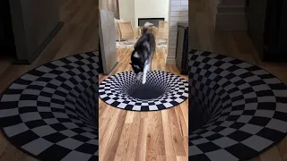 dog and cat funny reaction to entering optical illusion rug! #shorts #animals #funnydance 🤣